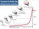 cranialcapacity