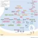monoamine_synapse
