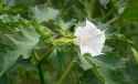 Jimsonweed
