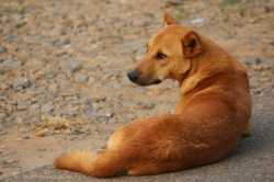 stray-dog-4075095_1280