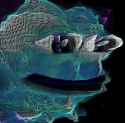 PepeHologram