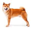 BREED Hero_0075_japanese_shiba_inu