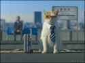 cat commercial