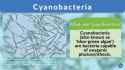 cyanobacteria-definition-characteristics-role-reproduction-classification-examples-scaled-1062034508.jpg