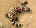 Gila-monster-on-sand.jpg