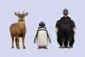 2.45 MB
