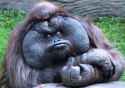 Mr.Orangutan_who_give_you_middel_finger