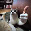 cat_ah_so_sorry_happy_thanks_thumbs_up