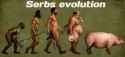 serbs evolution