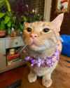 cat_ginger_flower_necklace_hawaii