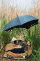 cat_sleepy_cuddle_umbrella_grass