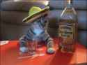 cat_alcoholic