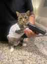 cat_gangster_thug_gun