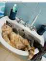 cat_sink_cuddle