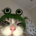 Cute hat for cats