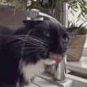 thirsty-cat