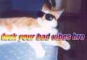 cat_cool_chill_fuck_bad_vibes