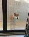 dog looking in through glass door