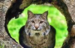 Bobcat