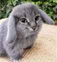 image_2025-04-27_085000364