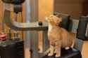 cat-athlete-ginger-gym-you-look-surprised-188341677