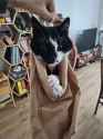 cat&#039;s out of the bag