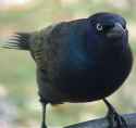 crow