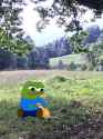 pepe-cat-grass