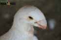 plumage