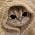 cat-cute