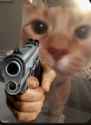 cat-meme-cat-with-gun