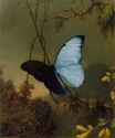 blue-morpho-butterfly-1865