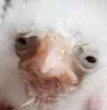 birb