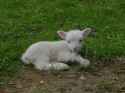 lamby