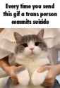 531293168_cat tranny suicide