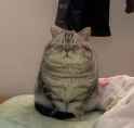 fatasscat