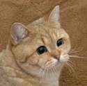 that cat