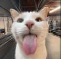 catz