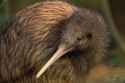 Kiwi-Story_website_1000x666