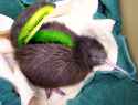 Kiwi_bird_fruit