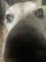 dog-sniff