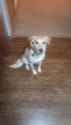 My dog