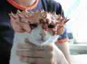 image_2025-06-14_034313353