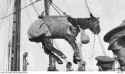 A horse in a sling being loaded onto HMS Cardiganshire off Lemnos after the evacuation, for the return trip to Egypt 1915