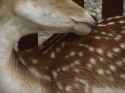 bemydeerfriend