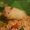 hampter