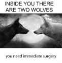 Wolf