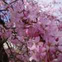 Japan Cherry Blossoms