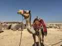 Elegant-camel-Egypt