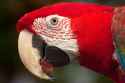 hd_scarlet_macaw